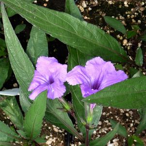 Ruellia simplex 'Purple Showers'