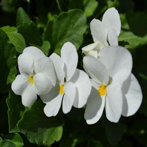 Viola cornuta 'PAS737505'