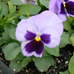 Viola cornuta 