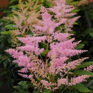 Astilbe chinensis 'Verssilvery Pink'