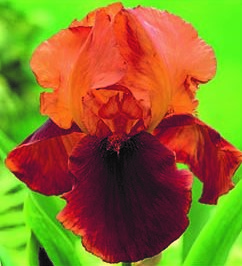 Iris germanica 'Natchez Trace'
