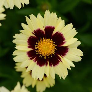 Coreopsis x 'Balupteamed'