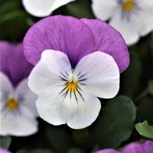 Viola cornuta 'PAS1305310'