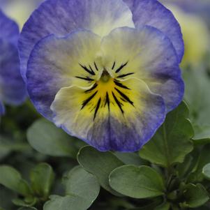 Viola cornuta 'PAS1122571'