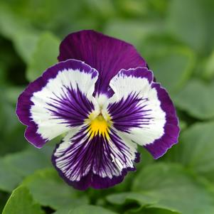Viola x wittrockiana 'Whiskers Purple White'