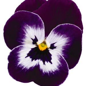 Viola cornuta 'PAS733563'
