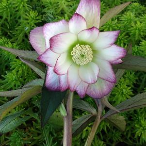 Helleborus x hybridus 'Rose Quartz'