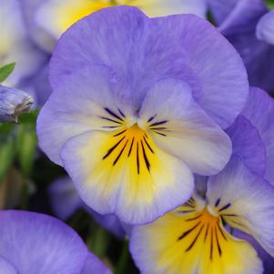 Viola cornuta 'Halo Sky Blue'