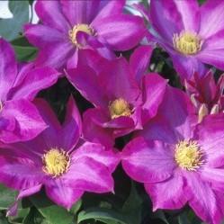 Clematis x 'Pink Champagne'