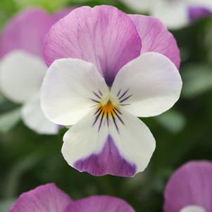 Viola cornuta 'PAS912448'