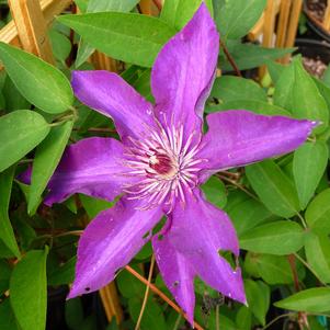 Clematis x 'The President'