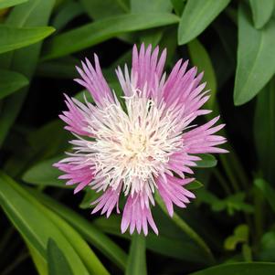 Stokesia laevis 'Colorwheel'