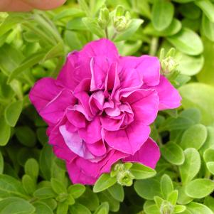 Petunia x hybrida 'Kirimaji Double Purple'