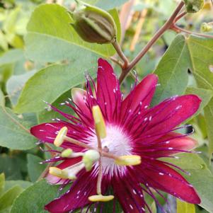 Passiflora x 'Lady Margaret'