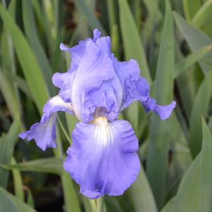 Iris germanica 'Victoria Falls'