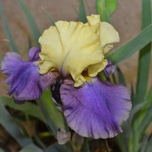 Iris germanica 'Jurassic Park'