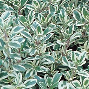 Thymus x citriodorus 'Silver King'