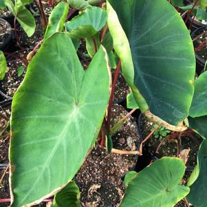 Colocasia esculenta 'Hawaiian Punch'