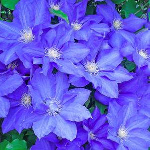 Clematis x 'H.F. Young'