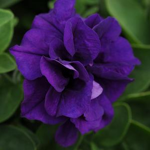 Petunia x hybrida 'Kirimaji Double Blue Velvet'