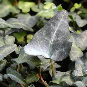 Hedera helix 'Spetchley'