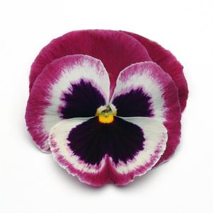 Viola x wittrockiana 'PAS491796'