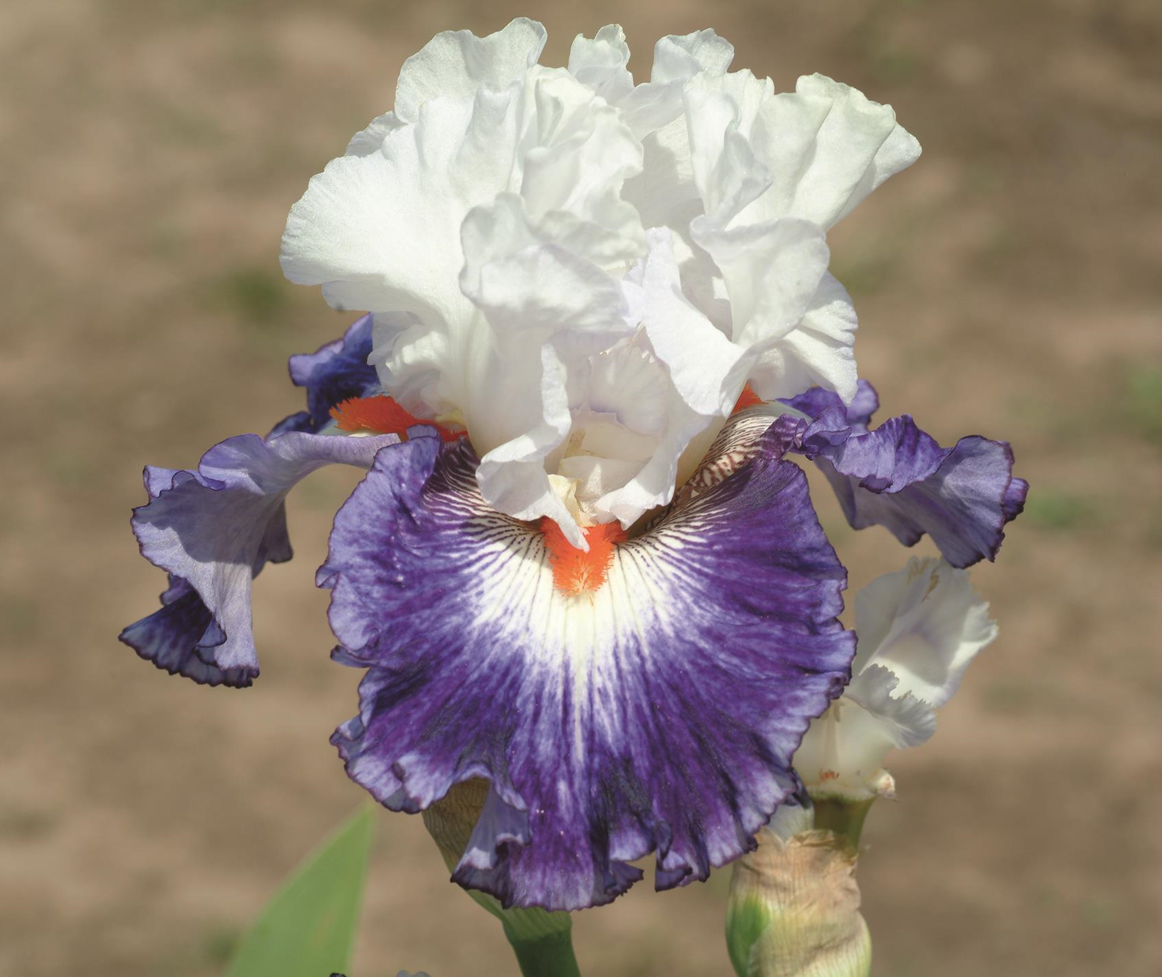 Iris germanica 'Gypsy Lord'