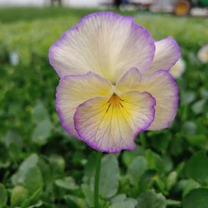 Viola cornuta 'Etain'