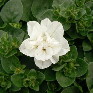 Petunia x hybrida 'Kirimaji Double White'