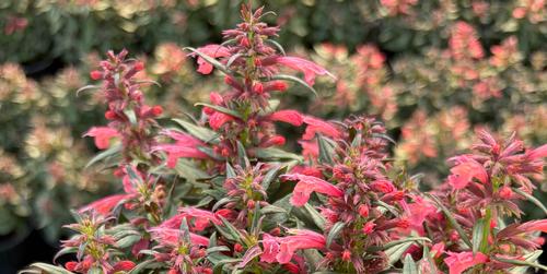 Agastache: One Plant, Many Uses