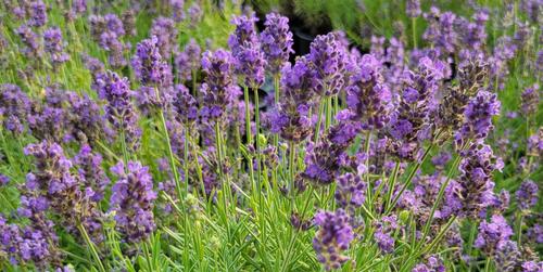 Know Your Lavender: English, Spanish, and Intermediate