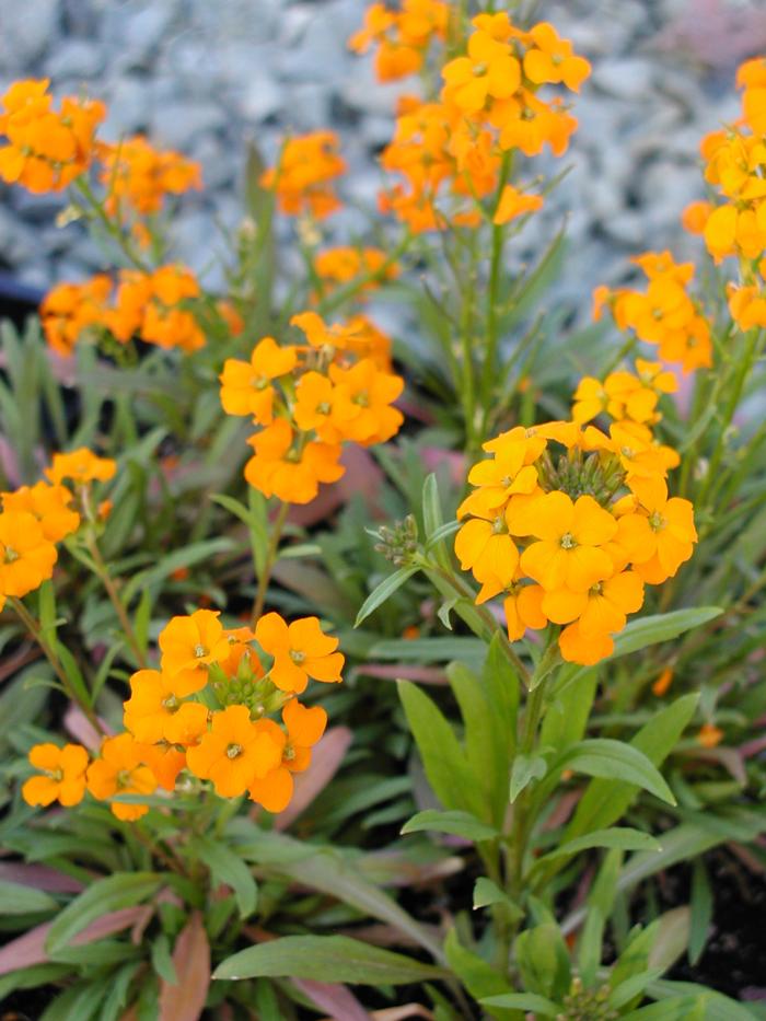 Erysimum 'Citrona Orange' Wall Flower from Plantworks Nursery