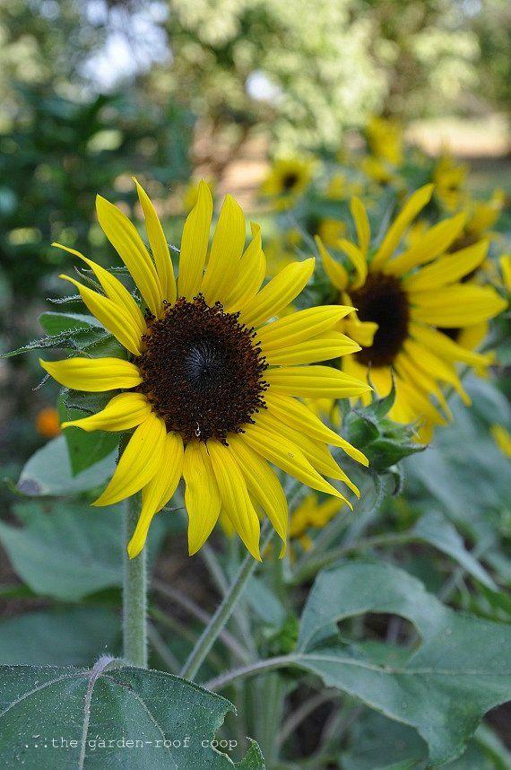 Sunflower 'Junior' Sunflower from Plantworks Nursery