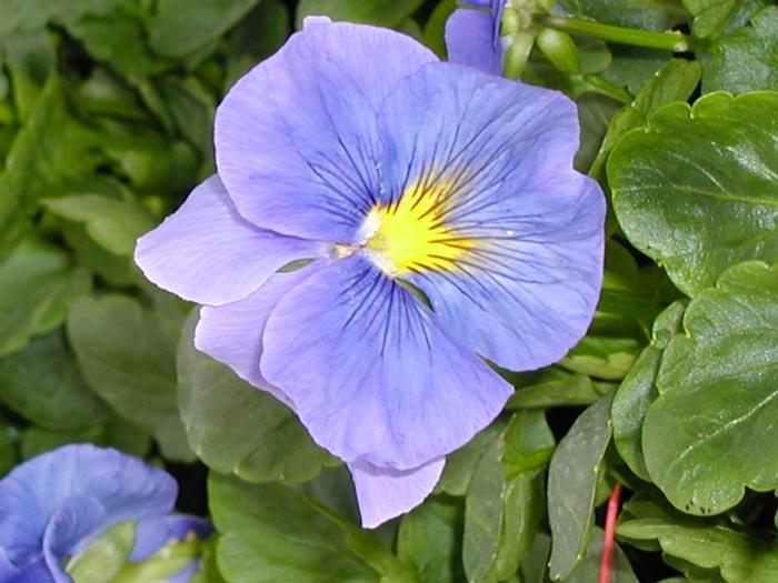 Pansy 'Delta Premium True Blue' Pansy from Plantworks Nursery