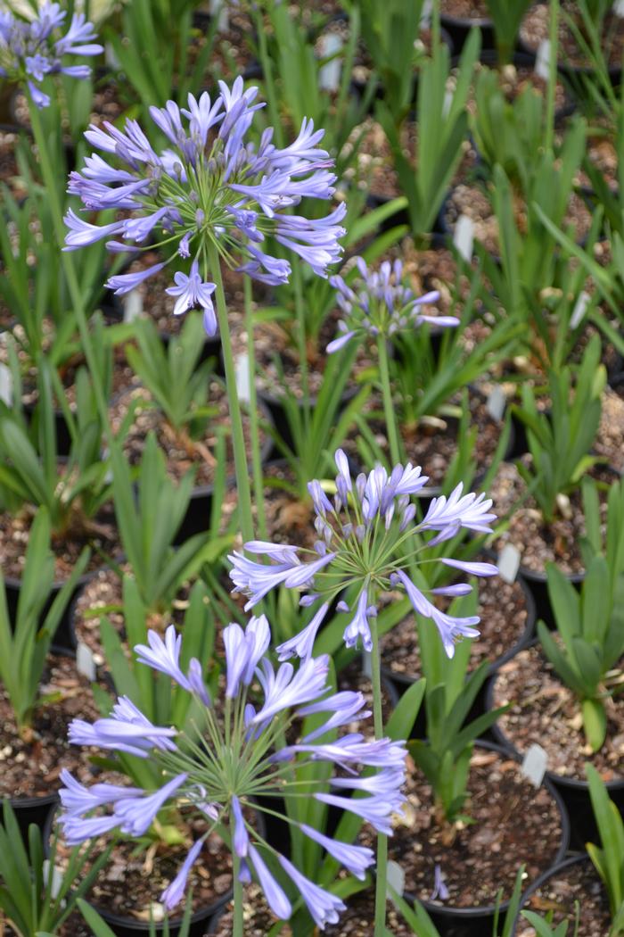 Agapanthus Afric Blue Globe African Lily From Plantworks Nursery Agapanthus Afric Blue Globe