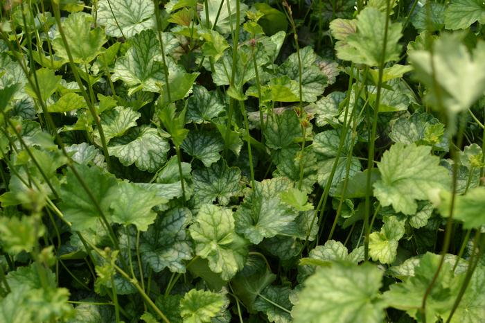 Heuchera oral Beccerac Dale's Strain
