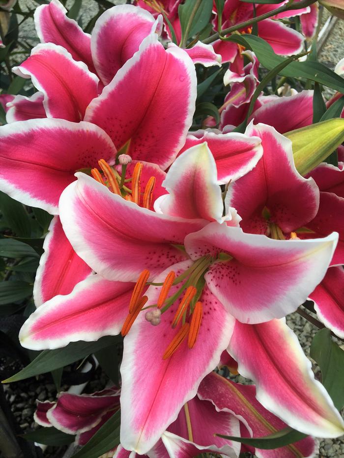 Lilium oriental 'Starfighter' Lily 'Starfighter' from Plantworks Nursery
