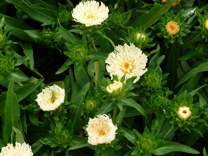 Stokesia ‘Mary Gregory’ Stokes Aster from Plantworks Nursery