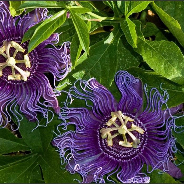 Passiflora 'Incense' Passion Flower Vine from Plantworks Nursery