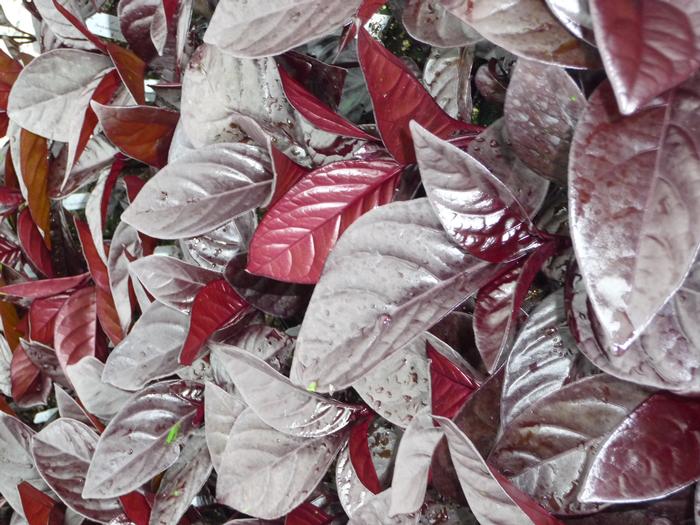 Pseuderanthemum 'Black Varnish' Chocolate Plant from Plantworks Nursery