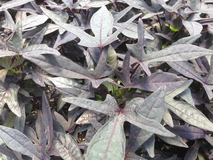 Sweet Potato 'Sidekick Black' Sweet Potato Vine from Plantworks Nursery