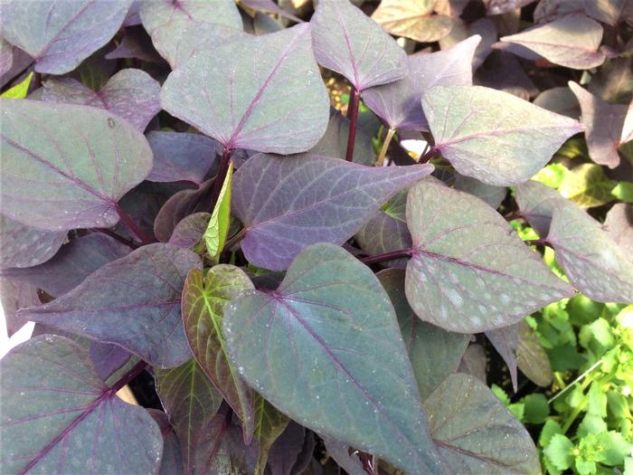 Sweet Potato 'Sidekick Blackheart' Sweet Potato Vine from Plantworks