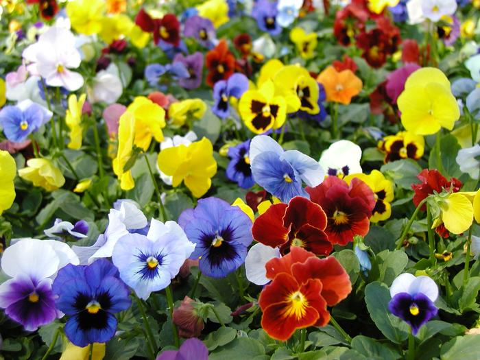 Pansy 'Panola Blotch Mix' Panola Pansy from Plantworks Nursery