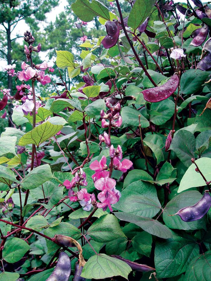 climbing vine bean