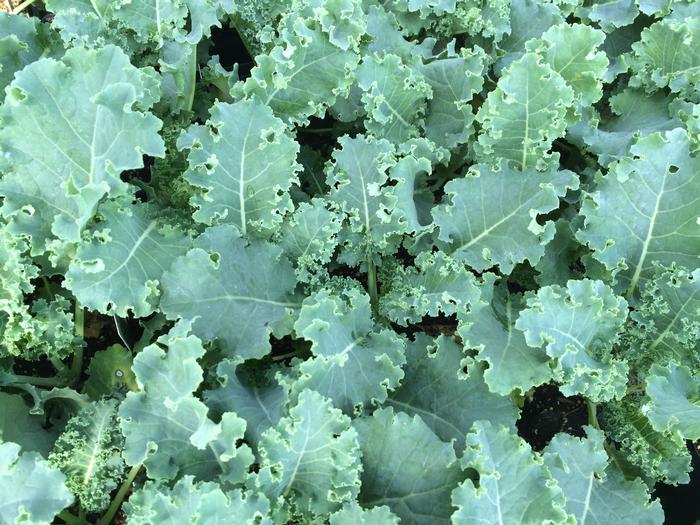 Kale 'Winterbor' KaleFlowering from Plantworks Nursery