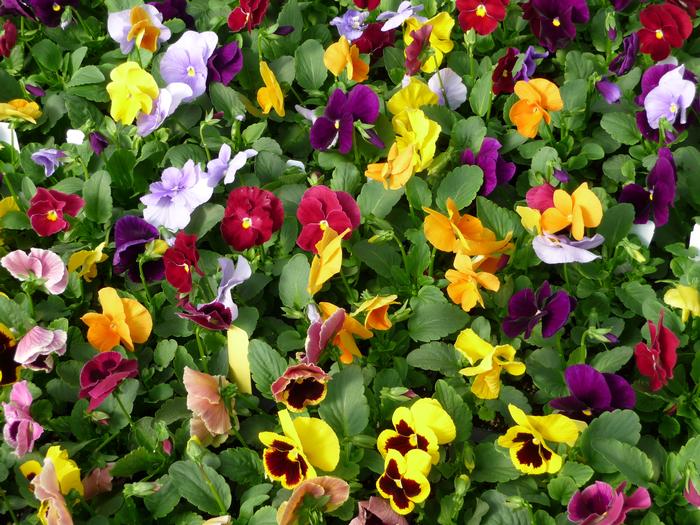 Pansy 'Matrix Jewels Mix' Pansy from Plantworks Nursery