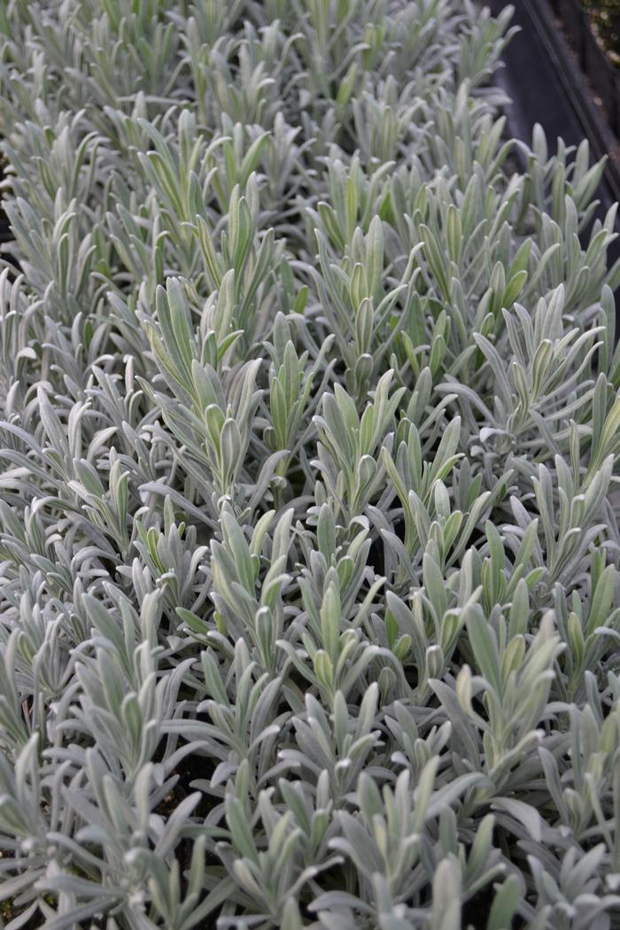 Lavender intermedia ‘Hidcote Giant’ Lavender from Plantworks Nursery