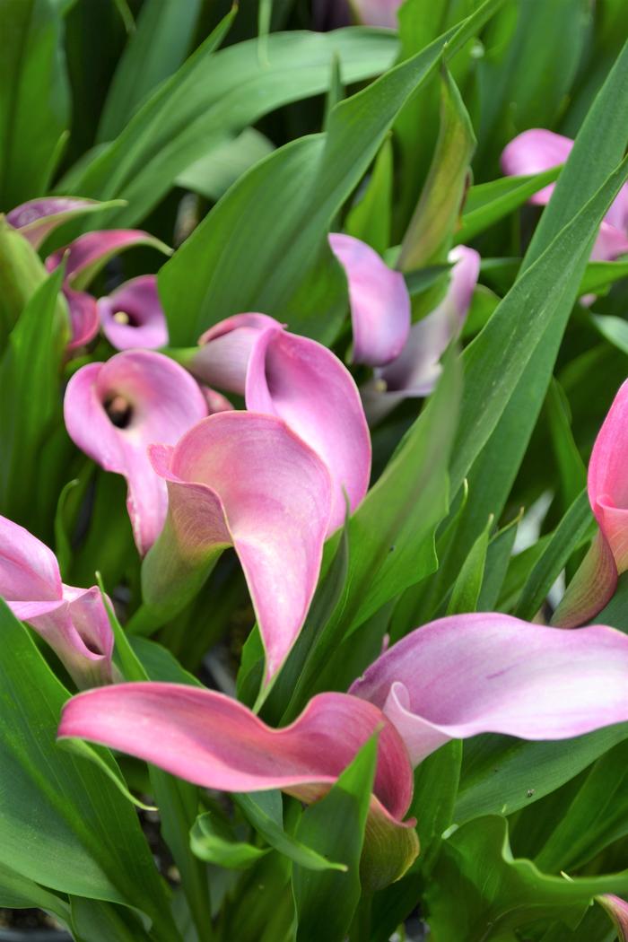 Calla Lily 'Coastal Purple' Calla Lily from Plantworks Nursery