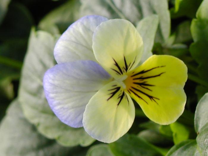 Viola 'Sorbet Yellow Frost' Viola from Plantworks Nursery
