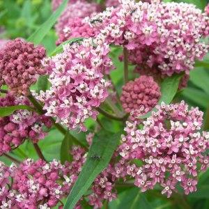 Asclepias incarnata 
